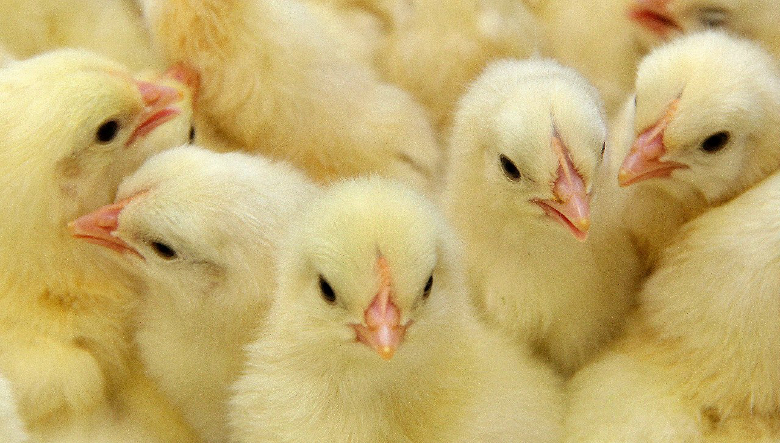 окское яйцо официальный сайт. 85 37. окское яйцо официальный сайт фото. окское яйцо официальный сайт-85 37. картинка окское яйцо официальный сайт. картинка 85 37. Чтобы поставлять своим Клиентам самых качественных и жизнеспособных цыплят, мы организовали производственную цепь наилучшим образом. Окский Инкубаторий расположен в экологически чистом районе, вдали от птицеводческий предприятий. Мы доставляем инкубационное яйцо собственным специализированным транспортом, в котором поддерживается комфортный микроклимат. После разгрузки яйцо попадает в цех временного хранения, где проходит акклиматизацию.